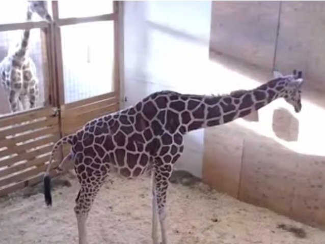 Here's how you can help name April the giraffe's calf