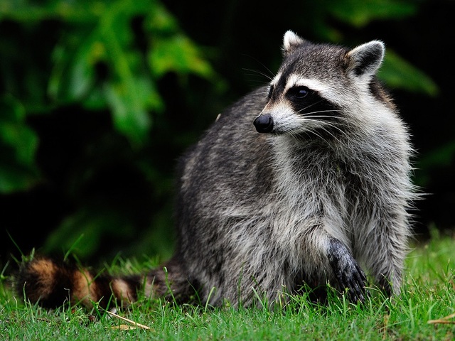 WATCH: Raccoons fall from ceiling into home