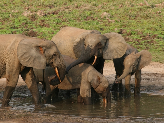 Trump reverses ban on importing hunted elephant trophies Trump reverses ban on importing hunted elephant trophies